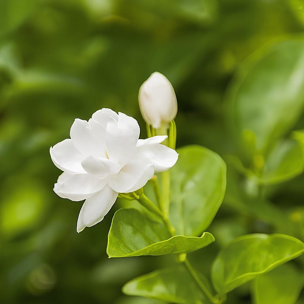 Hương Lài (Nhài) - Jasmine Flavour