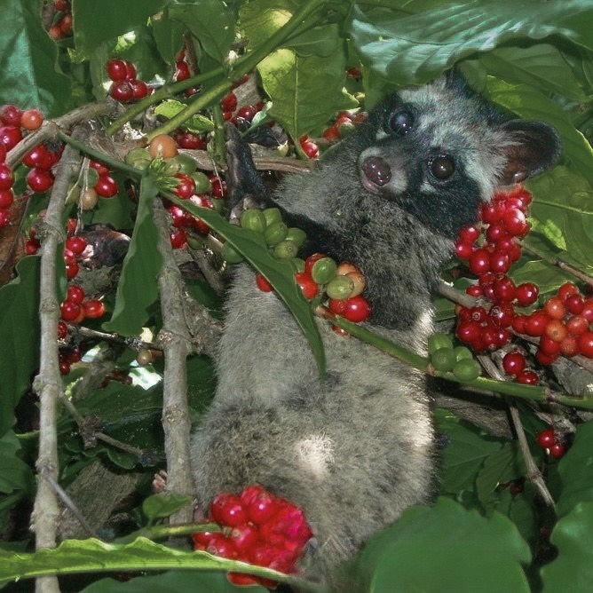 Hương Cà Phê Chồn - Weasel Coffee Flavour